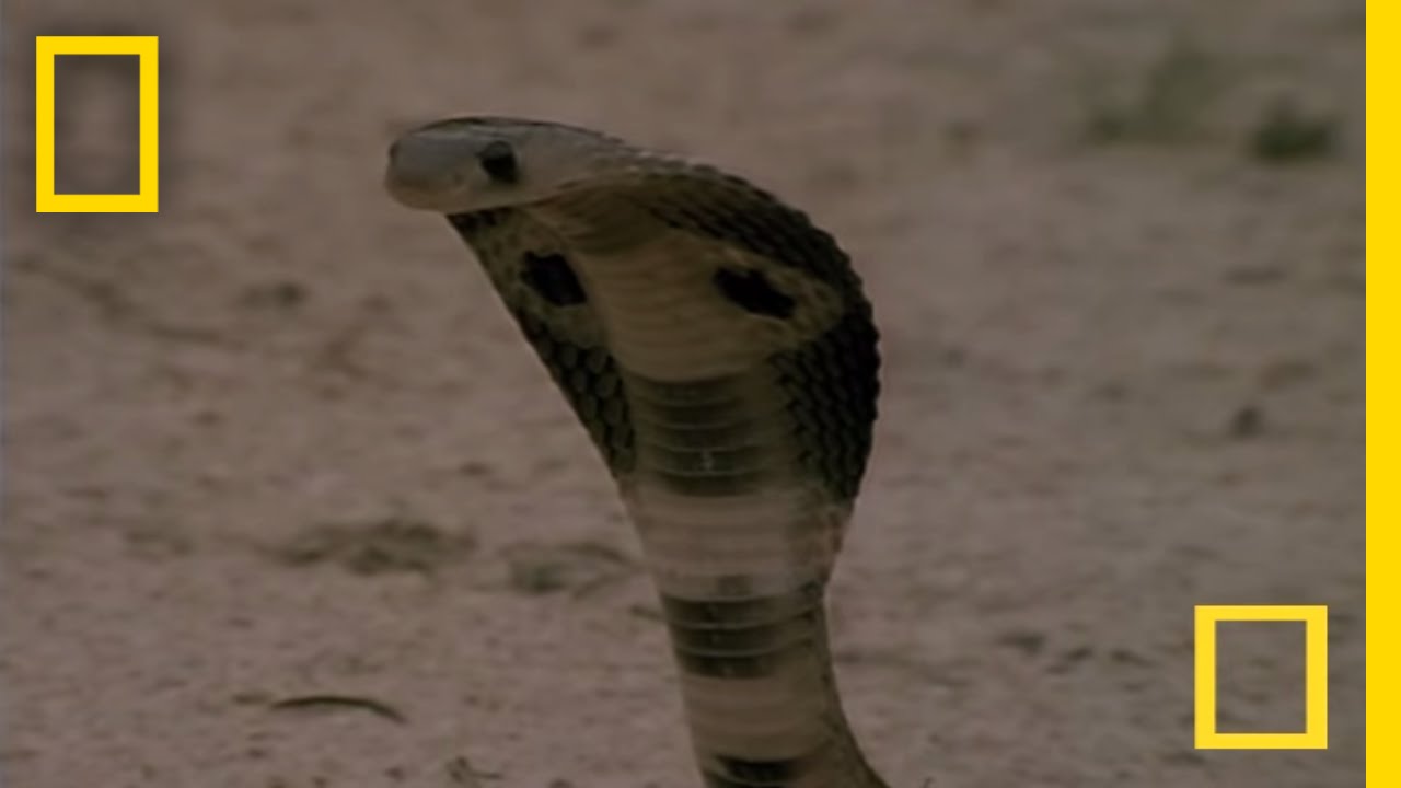 ⁣Cobra vs. Mongoose | National Geographic