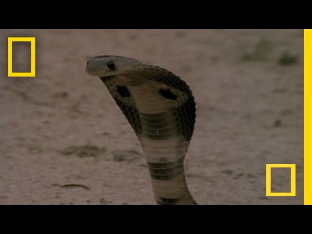 Cobra vs. Mongoose | National Geographic class=