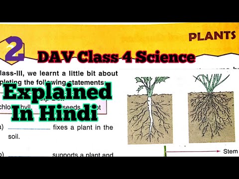 Plants DAV Class 4 Science Chapter 1 Plants Explained In Hindi||ADARSH ...