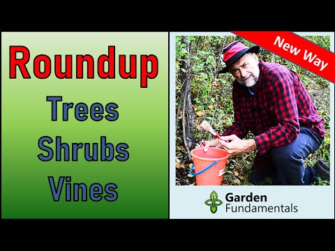 Video: Buddleia Leaf Spot - Dab tsi ua rau xim xim av ntawm Npauj Npaim Bush Nplooj