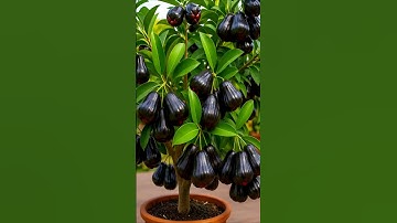 easy and fast method to propagate and grow black waxapple fruit trees #fruits #garden #nature