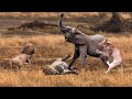 Crazy Elephants Have Defeated The Lions | Animals Attack For Survival