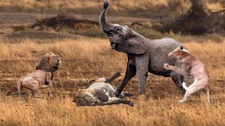 Crazy Elephants Have Defeated The Lions | Animals Attack For Survival