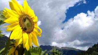 Video thumbnail of "El Chicano - Little sunflower"