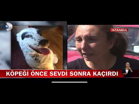 Video: Clinton Ulusal Havalimanı'nda Endişeli Gezginlere Sunulan Terapi Köpekleri