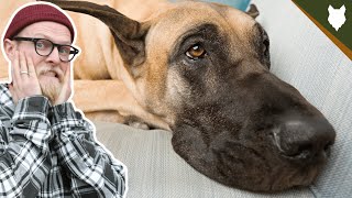 NEVER LET YOUR GREAT DANE EAT THIS!!!! by Fenrir Great Dane Show 3,742 views 3 years ago 8 minutes, 41 seconds