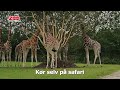 Sådan besøger du GIVSKUD ZOO; Tag bilen med ind, kør rundt, parker og gå ud til oplevelserne.