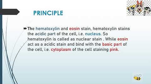 H & E staining- hematoxylin and eosin stain by bee_rite