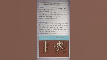 Tap root and fibrous root|Taproot and fibrous root explanation