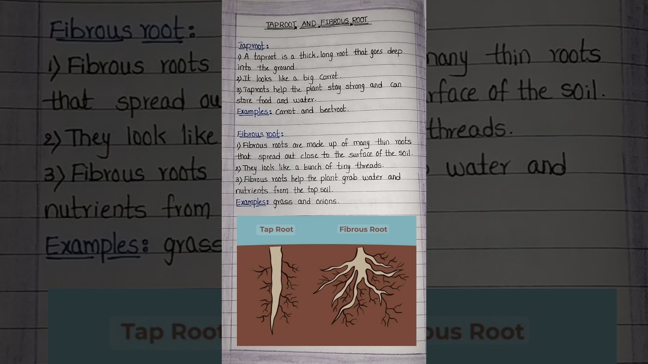 Tap root and fibrous root|Taproot and fibrous root explanation