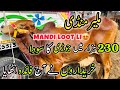 Malir Mandi Karachi Cattle Rates Update | 21 May 2024 |  Cow Mandi 2024 | | Bakra Eid Season 2024