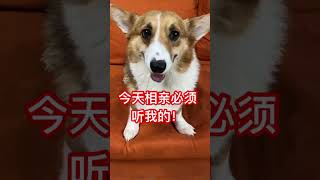 【柯铭】论当代狗狗的审美观 #pets #喵哥是萌新 #萌宠