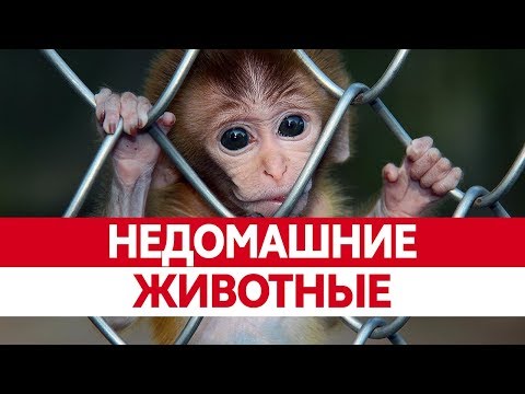 Каких животных НЕЛЬЗЯ ДЕРЖАТЬ ДОМА? Домашние белки, совы, ежи, обезьяны и другие!