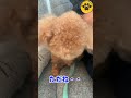 14歳で保護犬になったマル #トイプードル
