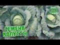 Семена капусты 🌱 Топ 9 лучших сортов белокочанной капусты 🌱 Агрофирма ГАВРИШ
