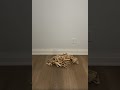 Intricate building vs foam basketball