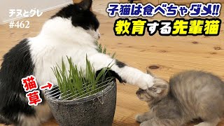 子猫は食べちゃダメ！って教育してくれる先輩猫が頼もしい ／ #猫 #子猫 #保護猫 by チヌとグレ 594 views 1 month ago 5 minutes, 13 seconds