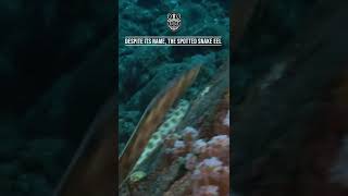Spotted snake eel - AMAZING FACTS #shorts 💙🐍🐠