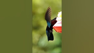 What Birds are the Only Ones That Can Fly Backwards?#shorts #shortsfeed #hummingbird #factsonanimals