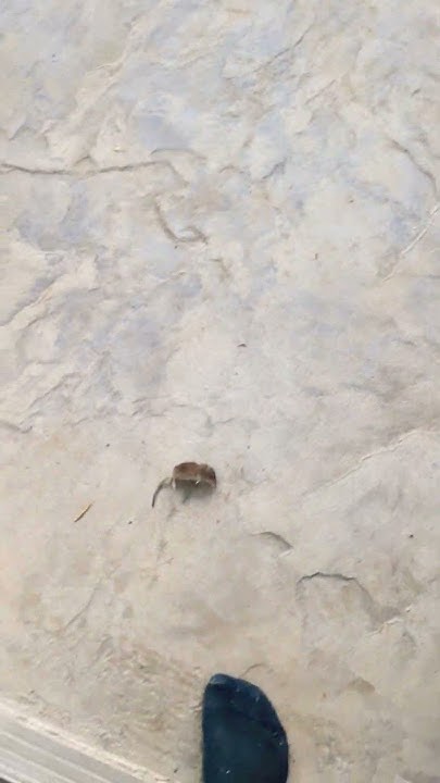 My Cat Killed A Rat Again cat dead YouTube my-cat-killed-a-rat-again-cat-dead-youtube