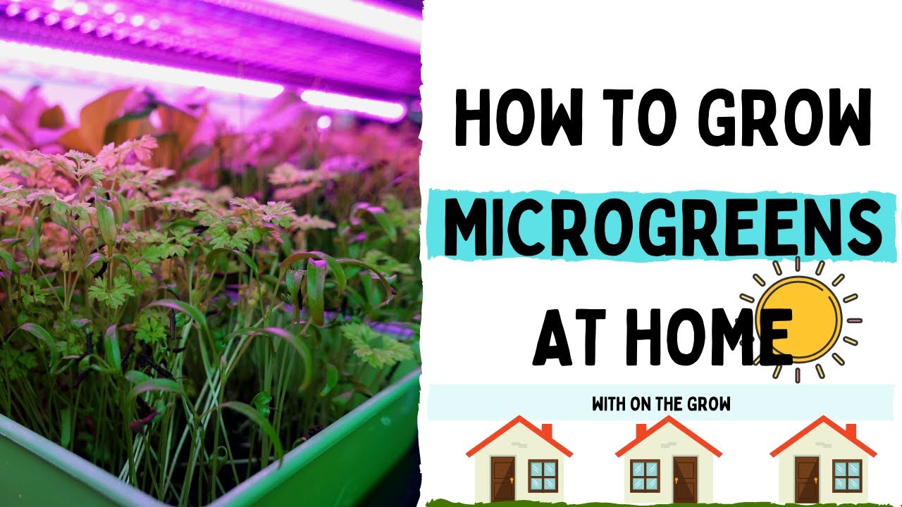 Why and How to Grow Microgreens At Home ~ Homestead and Chill