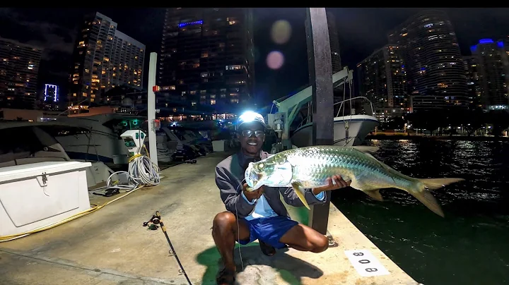 Using Wild Shrimp as Bait for Miami Dock *MONSTERS...