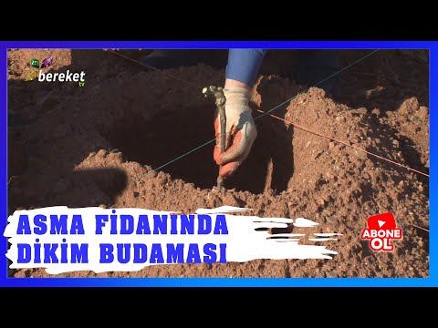 Video: Rüzgarlı Bahçeler İçin Asma Bitkileri – Rüzgara Dayanabilen Asma Dikimi