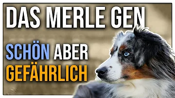 Sind Merle Hunde anfälliger für Krankheiten?