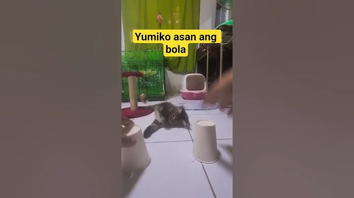 Watch the video about Galing galing naman ng baby yumiko #catdog #cat #petlover #mainecoon