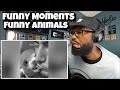 Funny Moments Compilation 2020 - Funny Animals| REACTION