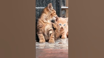 Feline Fears: Why are Cats Scared of Cucumbers? Explained! #shorts #cats #animals #facts
