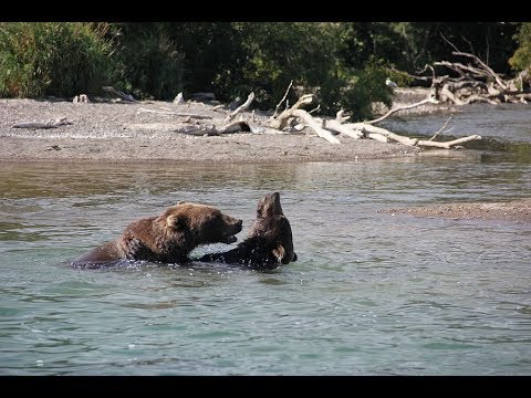камчатские медведи на рыбалке