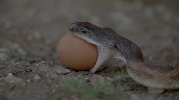 KEEP SNAKES AWAY PROMO