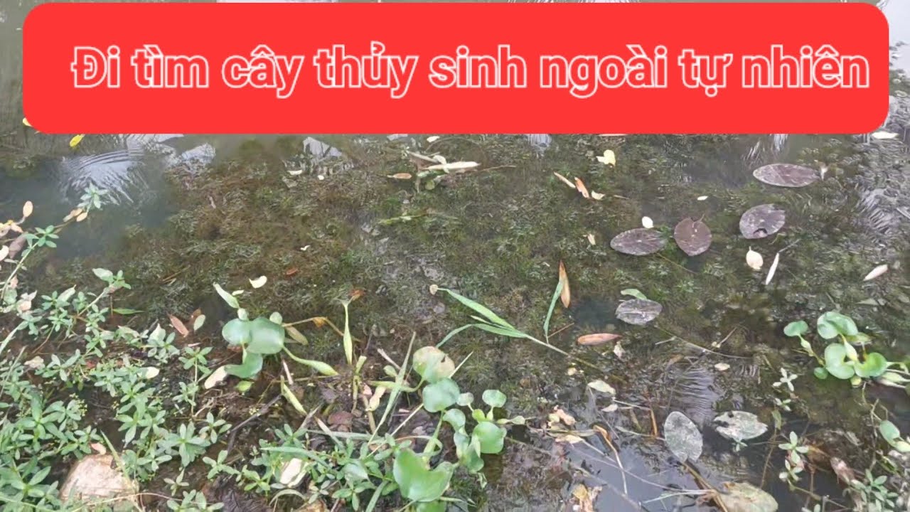 Đi tìm cây thủy sinh ngoài tự nhiên - Phát hiện 1 chỗ rất nhiều cây thủy sinh 