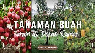 Terbaik Inspirasi 7 Tanaman Buah Cocok Ditanam Di Depan Rumah  Pohon Buah Tropis Sekaligus Peneduh