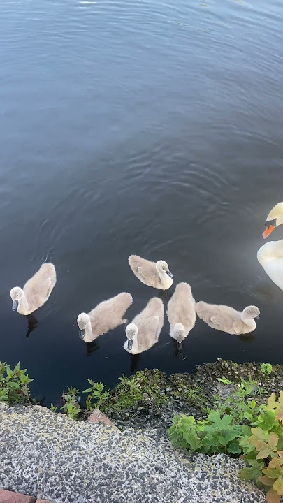 Mute swan and her cygnets 🪶 #swan #swans #cygnet #cygnets