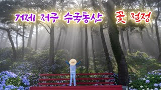 거제 수국명소 저구 수국동산 꽃 만개 #저구수국동산 #남부면수국축제 #거제가볼만한곳