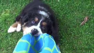 Bouvier Bernois 9 semaines  Bernese Mountain Dog