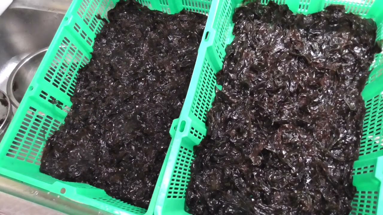 【冬の夜の潮干狩り】生海苔とクロラッパタケで作る黒いパスタが美味い