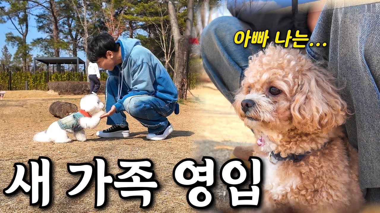 아빠가 이제 저를 못 알아보네요.. 천재견 토리의 최대 위기