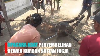 PROSESI ADAT HEWAN KURBAN SULTAN YOGYAKARTA