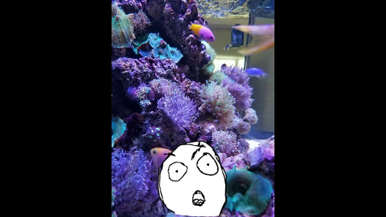 smartpak WHATS GOING ON??