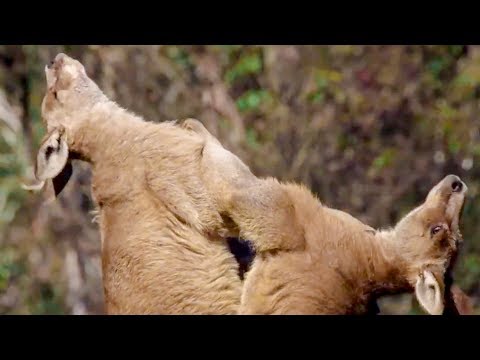 Best of Australian Animals | Top 5 | BBC Earth