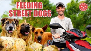 Come With us to Feed 80 Street Dogs