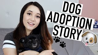 DOG ADOPTION STORY| AmyCrouton