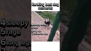 ranking top 7 dog moments #dogs #dogmoments #moments #viral #automation