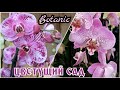 #Орхидеи и много-много цветов в Ботаник🌸🌿