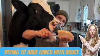 try to have lunch with bruce  #cow #food #brucethecow #outdoorcooking