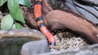 Молочная змея - самая популярная змея среди любителей