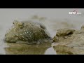 [기묘한 대자연] 육지에서 생활하는 물고기-말뚝망둥이 | CCTV 한국어방송